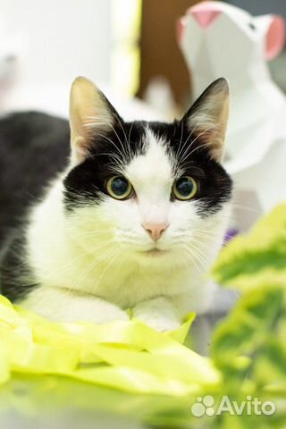 Романтичный котик Ромео Романтичный котик Ромео