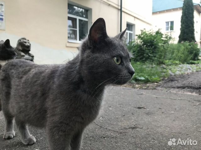 Кошка-подросток в добрые руки