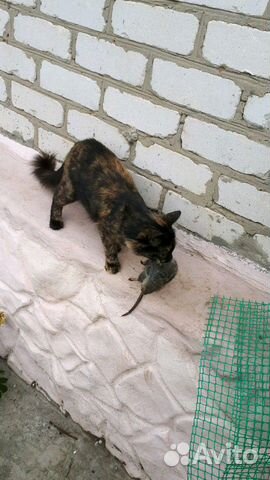 Котята от кошки-крысолова купить на Зозу.ру - фотография № 6