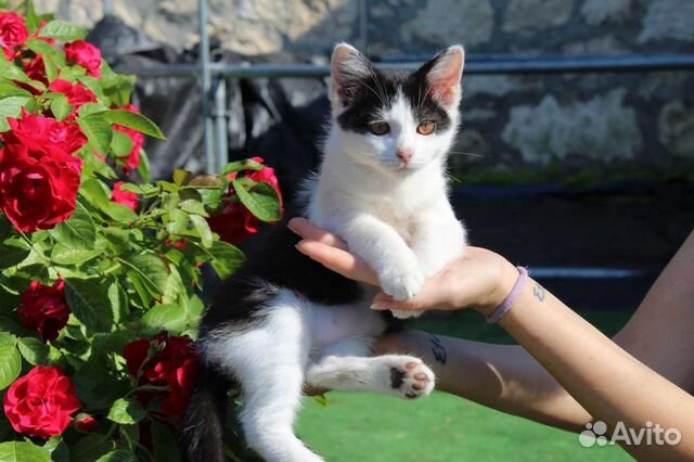 Котёнок Шило в Поиске Семьи Котёнок Шило в Поиске Семьи