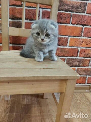Шотландские вислоухие котята Шотландские вислоухие котята