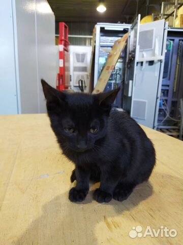 Котенок- мальчик ищет дом Котенок- мальчик ищет дом