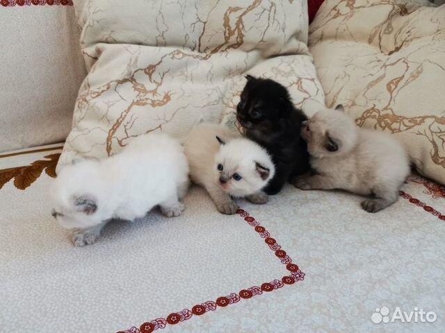 Котята скоттиш страйт Котята скоттиш страйт