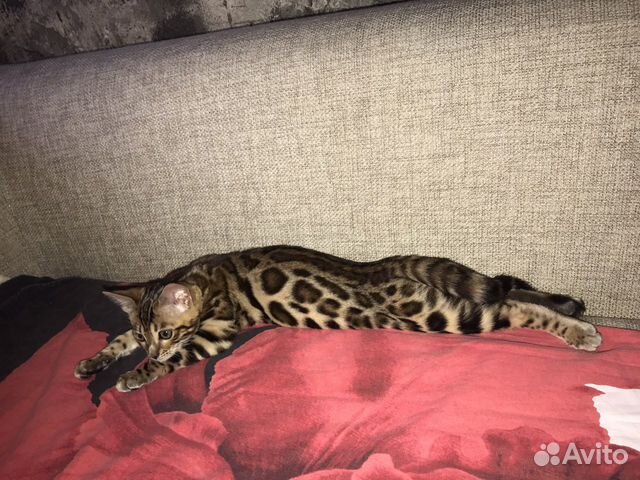 Bengal