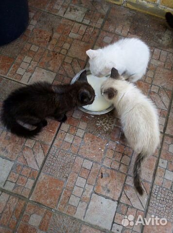 Котята от сиамкой кошки