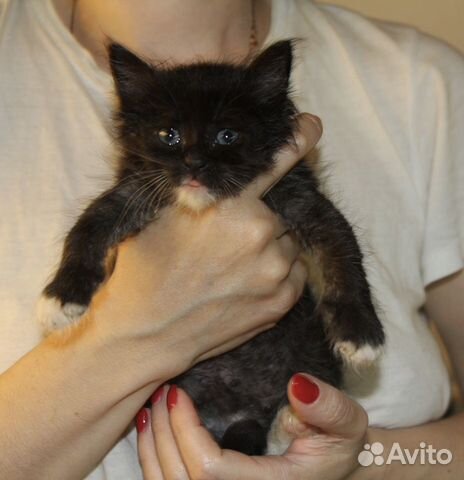 Крошечный котёнок в добрые руки Крошечный котёнок в добрые руки