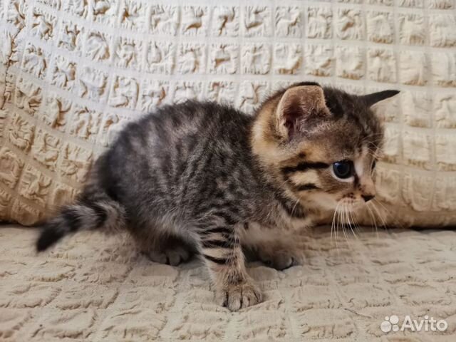 Котята Котята