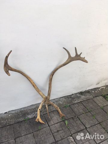Рога оленя, торг