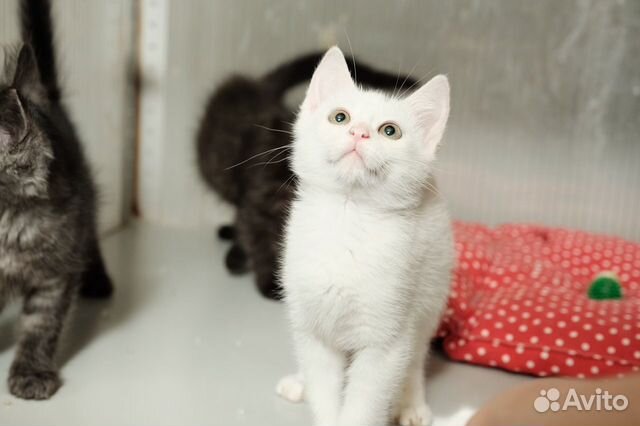 Котёночек в дар