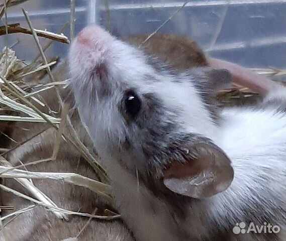 Замороженные кормовые мыши и крысы