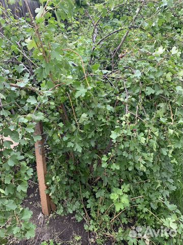 Дубы, цветы, виктория, Смородина, абрикос, лещина