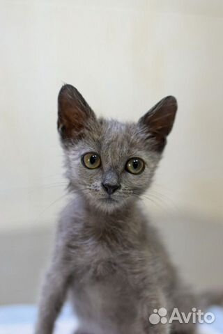 Котенок девочка в добрые руки