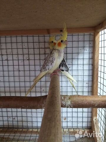 Попугай корелла молодежь