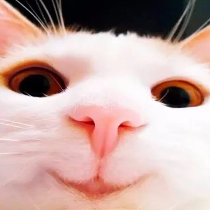 Рожа кота