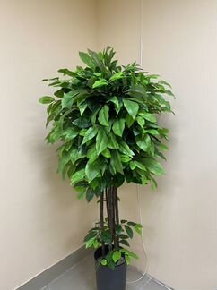 Цитрус Зеленый шар искус - растение для дома