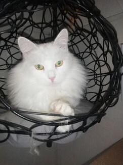 Поиски кошачьего счастья