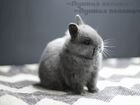 Карликовые крольчата(Миноры) объявление продам