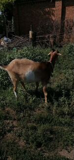 Дойная нубийская коза - фотография № 4