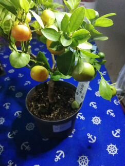 Мандариновое дерево