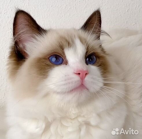 Ragdoll