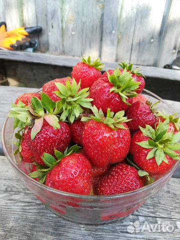 Клубника Байкальская