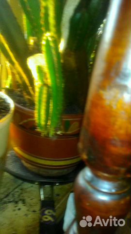 Кактус Эхиноцереус