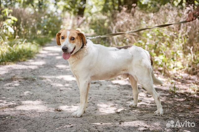 Крутой пес Филипп ищет дом