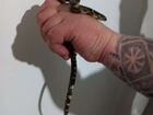 Королевская флоридская змея объявление продам