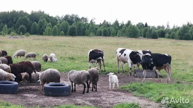 Животные сельхоз крс мрс быки Овцы барашки козы