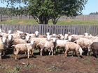 Ферма в месте овцами объявление продам