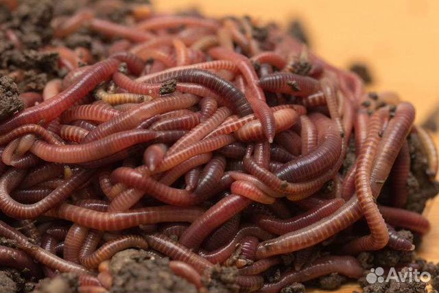 Черви для рыбалки