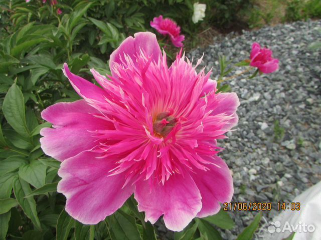 Пионы, сирень