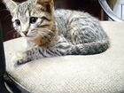 Котенок девочка 2 месяца объявление продам