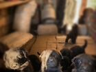Щенки немецкой овчарки черные объявление продам