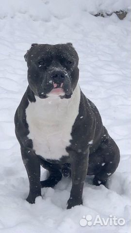 Американский булли вязка