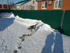 Аляскинский маламут объявление продам