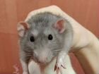Крысы Дамбо + клетка, наполнитель объявление продам