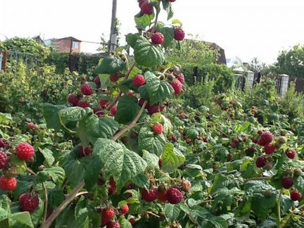 Саженцы малины оптом,делнива,амира,прималба и др