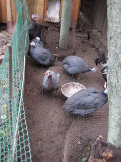 Мясо Цесарка,голошейка,кучинские и петушки,бройлер