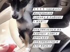 Собаки маленьких пород в красноярске недорого
