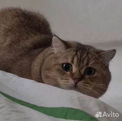 Британская золотая шиншилла вязка