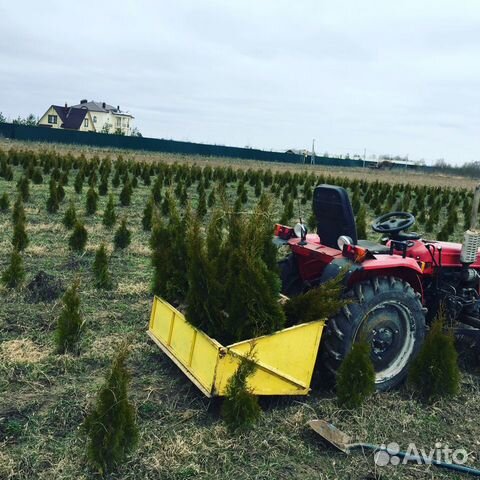 Саженцы туи