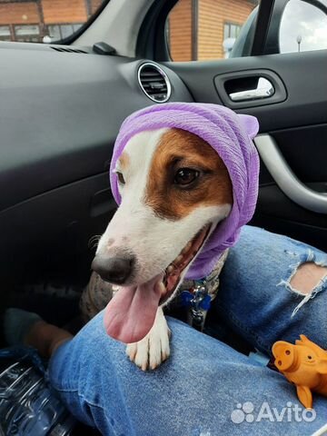 Передержка собак