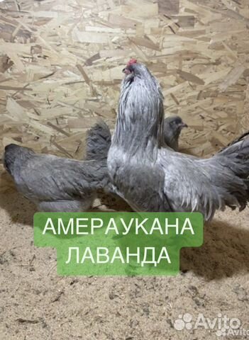 Инкубационное яйцо амераукана лаванда