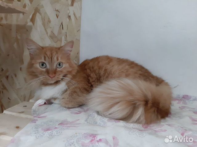 Кошечка Персея