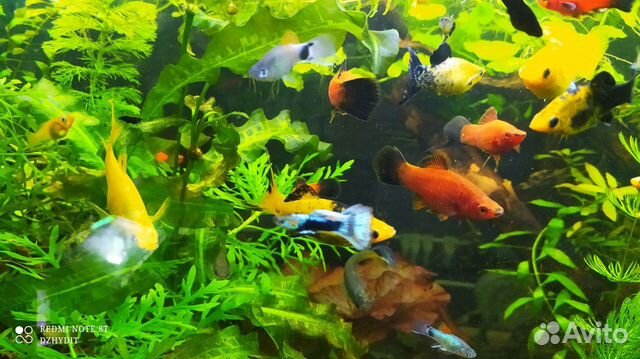 Рыбки живородящие,сомики, креветки