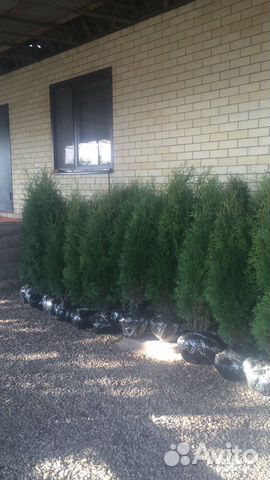 Туя Колумна ель самшит в любом количестве