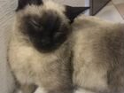 Потерялся котик сиамский объявление продам