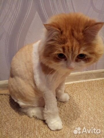 Стрижка кошек, экспресс-линька