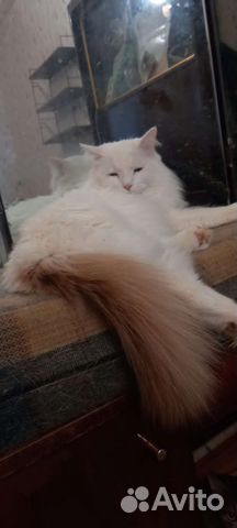 Кот, в добрые руки